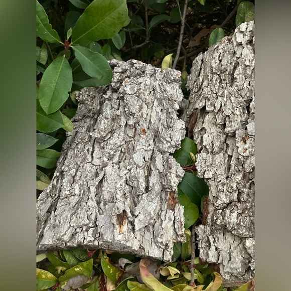 100% AUTHENTIC 150 year old TEXAS PECAN BARK (ARTS&CRAFTS) - Picture 3 of 6
